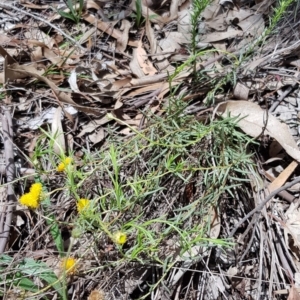 Rutidosis leptorhynchoides at Yarralumla, ACT - 22 Dec 2018 11:19 AM