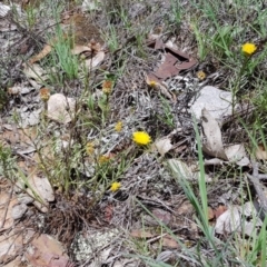 Rutidosis leptorhynchoides (Button Wrinklewort) at Yarralumla, ACT - 22 Dec 2018 by jpittock