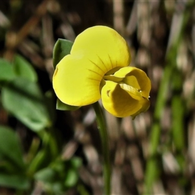 Lotus corniculatus (Birds-Foot Trefoil) at Booth, ACT - 24 Dec 2018 by JohnBundock