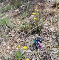 Rutidosis leptorhynchoides (Button Wrinklewort) at Yarralumla, ACT - 22 Dec 2018 by jpittock