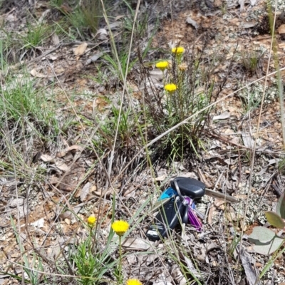 Rutidosis leptorhynchoides (Button Wrinklewort) at Yarralumla, ACT - 22 Dec 2018 by jpittock