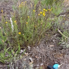 Rutidosis leptorhynchoides (Button Wrinklewort) at Yarralumla, ACT - 22 Dec 2018 by jpittock