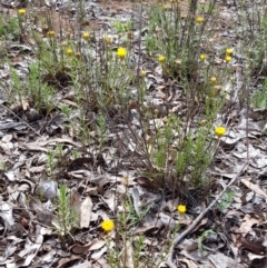 Rutidosis leptorhynchoides (Button Wrinklewort) at Yarralumla, ACT - 21 Dec 2018 by jpittock