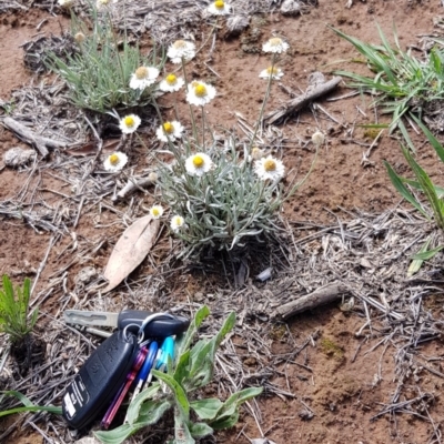 Leucochrysum albicans subsp. tricolor (Hoary Sunray) at Yarralumla, ACT - 21 Dec 2018 by jpittock