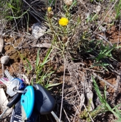 Rutidosis leptorhynchoides (Button Wrinklewort) at Yarralumla, ACT - 22 Dec 2018 by jpittock