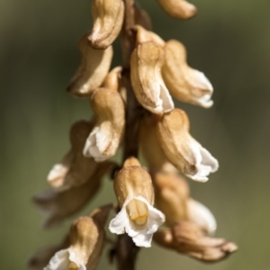 Gastrodia sp. at Paddys River, ACT - 24 Dec 2018