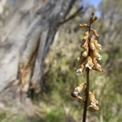 Gastrodia sp. at Paddys River, ACT - 24 Dec 2018