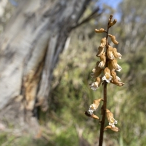 Gastrodia sp. at Paddys River, ACT - 24 Dec 2018