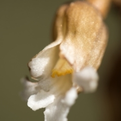 Gastrodia sp. at Paddys River, ACT - suppressed