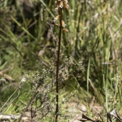 Gastrodia sp. at Paddys River, ACT - suppressed