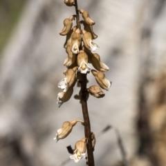 Gastrodia sp. at Paddys River, ACT - 24 Dec 2018