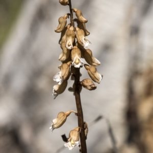 Gastrodia sp. at Paddys River, ACT - suppressed