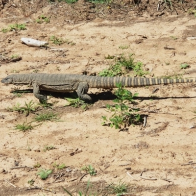 Varanus rosenbergi (Heath or Rosenberg's Monitor) at Gundaroo, NSW - 24 Dec 2018 by SammyHarrison