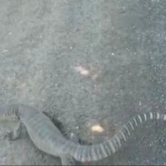 Varanus rosenbergi at Gundaroo, NSW - suppressed