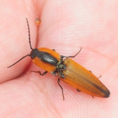 Elateridae sp. (family) (Unidentified click beetle) at Tianjara, NSW - 22 Dec 2018 by Harrisi