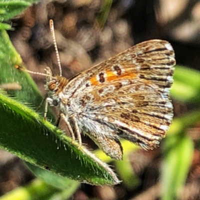 Lucia limbaria (Chequered Copper) at Wandiyali-Environa Conservation Area - 24 Dec 2018 by Wandiyali