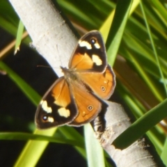 Heteronympha merope (Common Brown Butterfly) at Flynn, ACT - 22 Dec 2018 by Christine