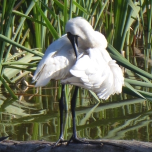 Platalea regia at Fyshwick, ACT - 23 Dec 2018 04:41 PM