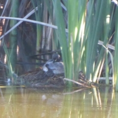 Tachybaptus novaehollandiae (Australasian Grebe) at Fyshwick, ACT - 23 Dec 2018 by Christine