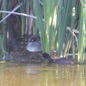 Tachybaptus novaehollandiae at Fyshwick, ACT - 23 Dec 2018