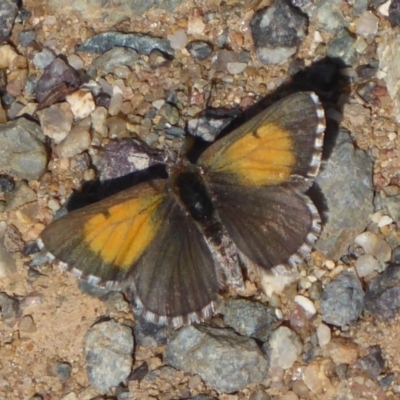 Lucia limbaria (Chequered Copper) at Cook, ACT - 24 Dec 2018 by Christine