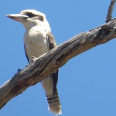 Dacelo novaeguineae at Cook, ACT - 24 Dec 2018 11:03 AM