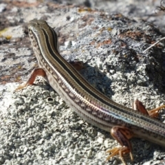 Ctenotus robustus at Cook, ACT - 24 Dec 2018