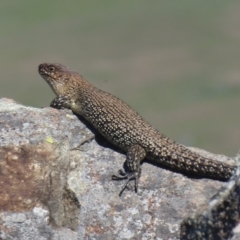 Egernia cunninghami (Cunningham's Skink) at Mount Painter - 23 Dec 2018 by Christine