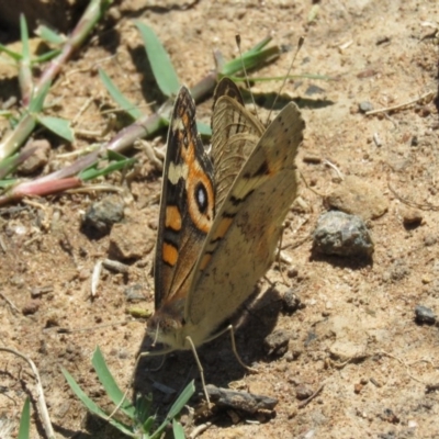 Junonia villida (Meadow Argus) at Stromlo, ACT - 24 Dec 2018 by KumikoCallaway