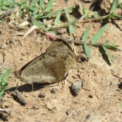 Junonia villida at Stromlo, ACT - 24 Dec 2018