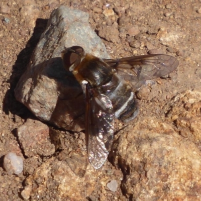 Villa sp. (genus) (Unidentified Villa bee fly) at Cook, ACT - 24 Dec 2018 by Christine