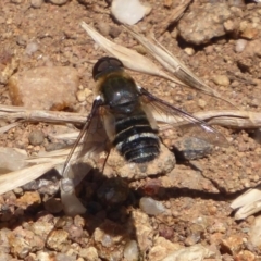 Villa sp. (genus) at Cook, ACT - 24 Dec 2018