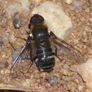 Villa sp. (genus) at Cook, ACT - 24 Dec 2018