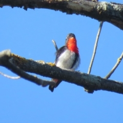 Dicaeum hirundinaceum (Mistletoebird) at Stony Creek - 23 Dec 2018 by KumikoCallaway