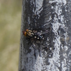 Tachinidae (family) at Cook, ACT - 24 Dec 2018