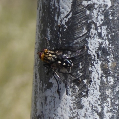 Tachinidae (family) (Unidentified Bristle fly) at Mount Painter - 23 Dec 2018 by Christine