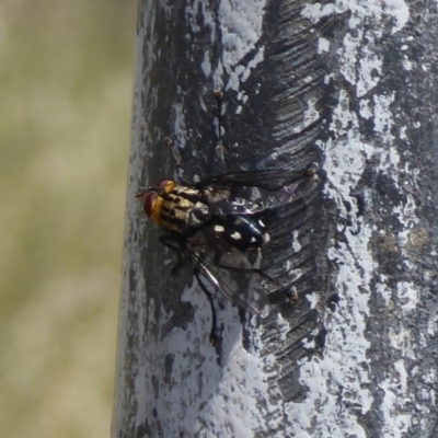 Tachinidae (family) (Unidentified Bristle fly) at Cook, ACT - 24 Dec 2018 by Christine