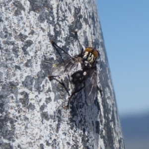 Tachinidae (family) at Cook, ACT - 24 Dec 2018