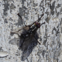 Tachinidae (family) at Cook, ACT - 24 Dec 2018