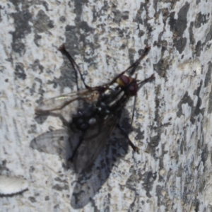 Tachinidae (family) at Cook, ACT - 24 Dec 2018