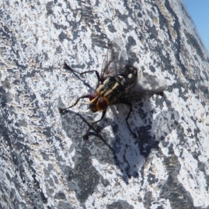 Tachinidae (family) at Cook, ACT - 24 Dec 2018