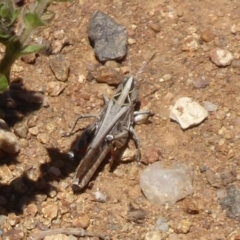 Austroicetes sp. (genus) (A grasshopper) at Cook, ACT - 24 Dec 2018 by Christine