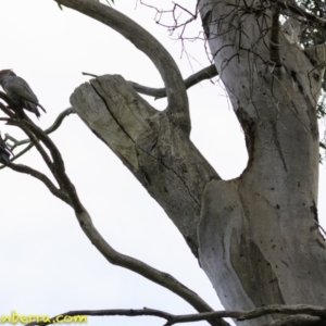 Callocephalon fimbriatum at Hughes, ACT - suppressed