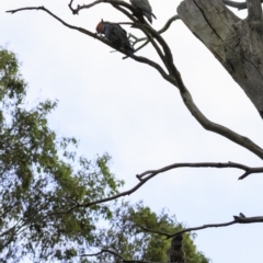 Callocephalon fimbriatum at Hughes, ACT - suppressed