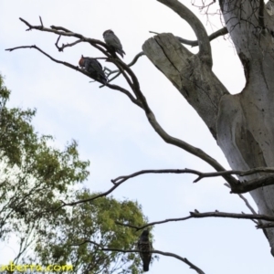 Callocephalon fimbriatum at Hughes, ACT - suppressed