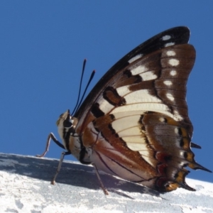 Charaxes sempronius at Cook, ACT - 24 Dec 2018