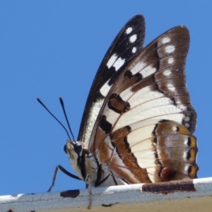 Charaxes sempronius at Cook, ACT - 24 Dec 2018