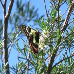 Delias aganippe at Stromlo, ACT - 24 Dec 2018