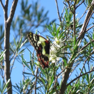 Delias aganippe (Spotted Jezebel) at Stromlo, ACT - 24 Dec 2018 by KumikoCallaway