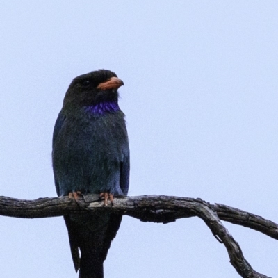 Eurystomus orientalis (Dollarbird) at Federal Golf Course - 18 Dec 2018 by BIrdsinCanberra